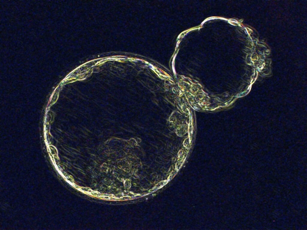 Early Hatching Embryo