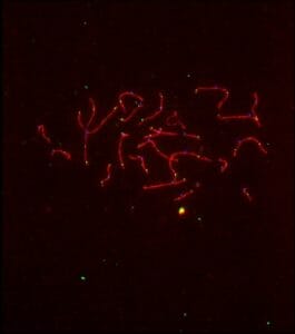 Meiosis and Genetic Crossover